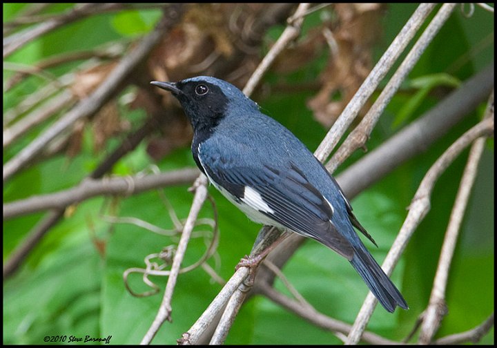 _0SB0191 black-throated blue warbler.jpg